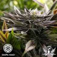 Bodhi Seeds Blockhead BX